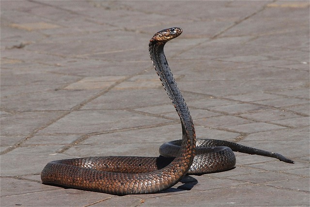 serpent maroc