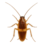Blatte à bandes brunes (Supella longipalpa)