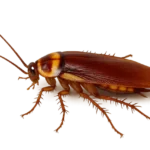 Blatte australienne (Periplaneta australasiae)