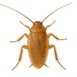 Blatte des champs (Parcoblatta spp.)