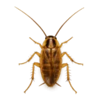 Blatte germanique (Blattella germanica)