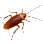 Cafard américain (Periplaneta americana)