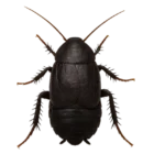 Cafard oriental (Blatta orientalis)
