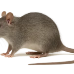 Rat argenté (Rattus argentiventer)