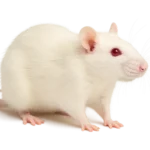 Rat blanc de laboratoire (Rattus norvegicus domestique)
