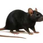 Rat noir (Rattus rattus)