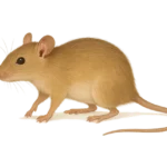 Rat polynésien (Rattus exulans)