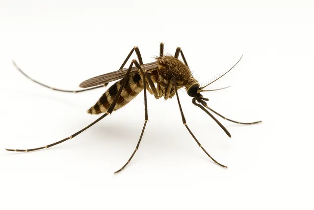 désinsectisation moustique