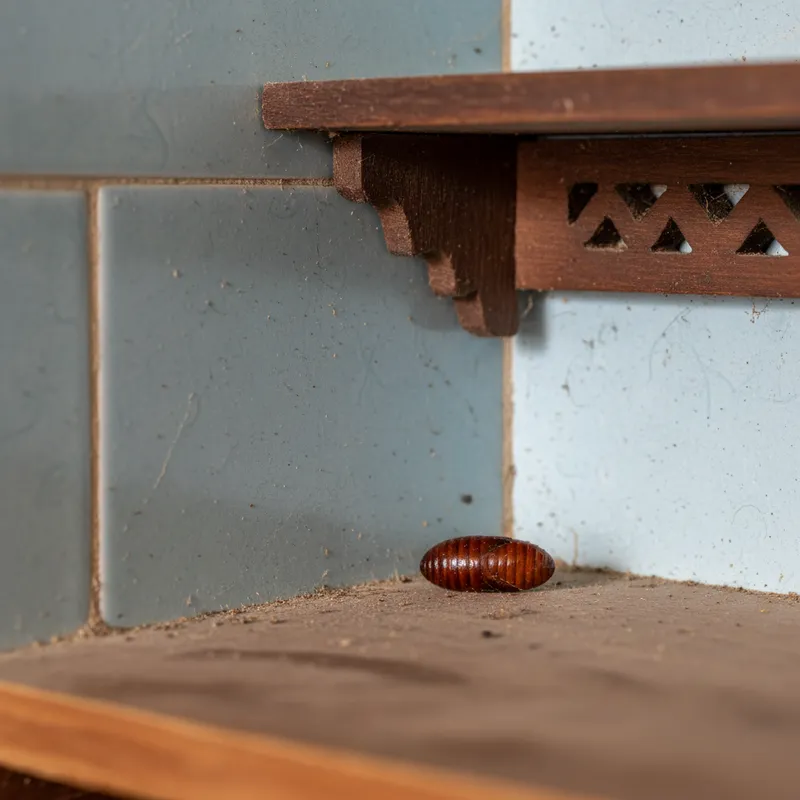 Capsule d'œufs de cafards dans angle de meuble de cuisine