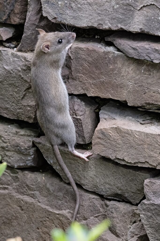 Rat brun (surmulot), le rongeur le plus courant en milieu urbain