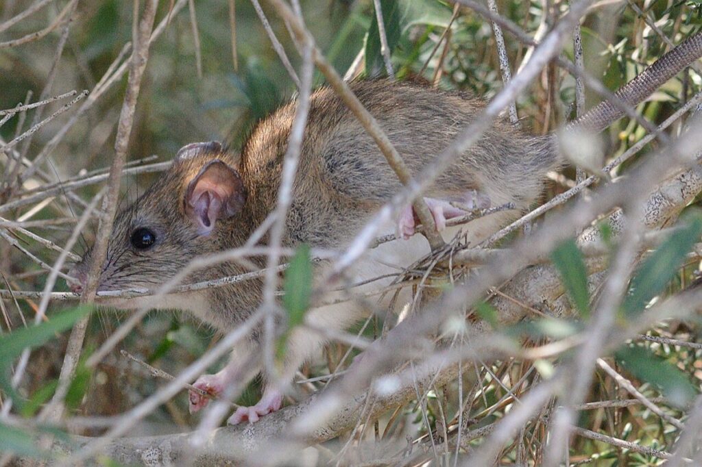 Rat dans un environnement domestique, signe d'infestation